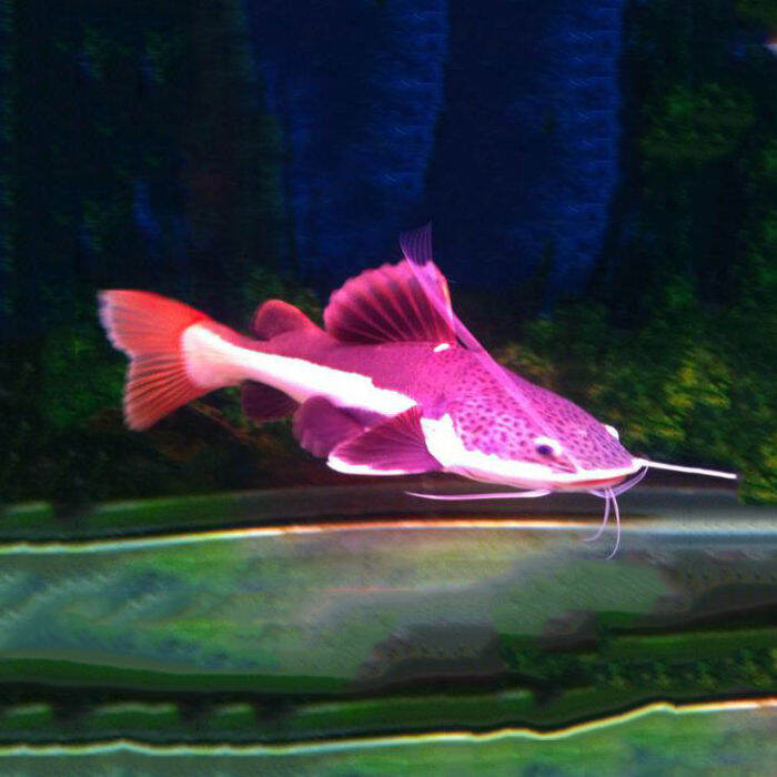 Medium and large fish tropical fish ornamental fish paparazzi whale red ...