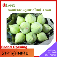 Uland ดอกบัวฉัตรขาว ตูม ขนาดใหญ่ 3 ดอก ดอกบัวขาว ดอกบัวไหว้พระ ดอกบัวสำหรับพับ