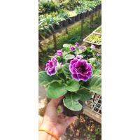 ( Pro+++ ) คุ้มค่า กุหลาบนางฟ้า กล๊อกซิเนีย Gloxinia ราคาดี พรรณ ไม้ น้ำ พรรณ ไม้ ทุก ชนิด พรรณ ไม้ น้ำ สวยงาม พรรณ ไม้ มงคล