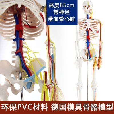 ENOVO hs medical movable yoga spinal skeleton skeleton anatomical specimens of human body skeleton model body