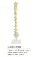 SMD016 spinal bone