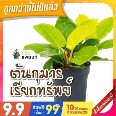 (promotion++) ต้นกุมารเรียกทรัพย์ พร้อมกระถางดำ 4 นิ้ว สุดคุ้มม ต้นไม้ ฟอก อากาศ กระถาง ต้นไม้ ไม้ ประดับ ต้นไม้ ปลูก ใน บ้าน