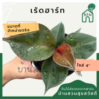 ฟิโล เร้ดฮาร์ท กระถาง 4 นิ้ว ฟิโลเดนดรอน philodendron red heart