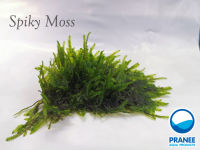 Spiky Moss (สไปกี้มอส)(ต้นไม้น้ำ )