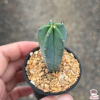 ( Pro+++ ) คุ้มค่า ตอบลูไม้เมล็ด Myrtillocactus Geometrizans ตอกราฟไม้ แคคตัส เพชร cactus&amp;succulent ราคาดี พรรณ ไม้ น้ำ พรรณ ไม้ ทุก ชนิด พรรณ ไม้ น้ำ สวยงาม พรรณ ไม้ มงคล