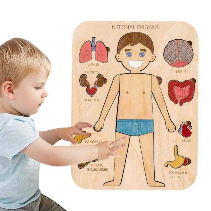 human-body-puzzle-human-body-structure-wooden-puzzle-for-children-educational-jigsaw-puzzles-human-body-parts-montessori-interactive-learning-puzzles-for-preschoolers-adorable