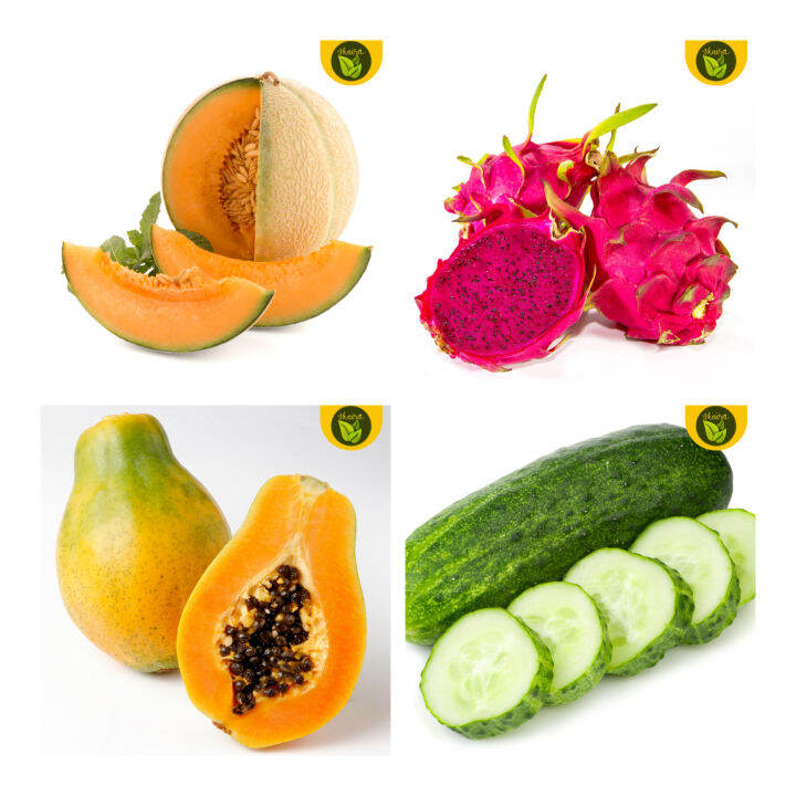 4 in 1 sulit pack seeds for planting melon pipino papaya dragon fruit ...