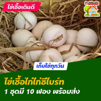 ไข่เชื้อไก่ซีไบร์ท สำหรับการฟัก 10 ฟอง