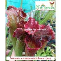 (ส่งทั้งกระถาง 3 - 8 นิ้ว) ต้นซาราซิเนีย พันธุ์ Sarracenia leucophylla red (ลิวโค-สีแดง) พืชกินแมลง ไม้น่าสะสม ไม้ประดับแต่งสวย ชอบน้ำ+แดด