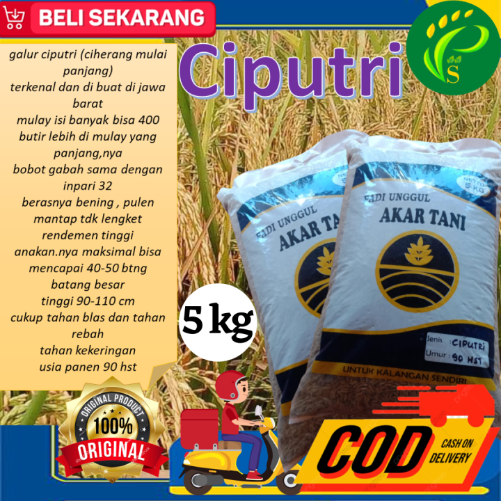 Benih Padi Ciputri Malai Panjang 5 Kg Lazada Indonesia