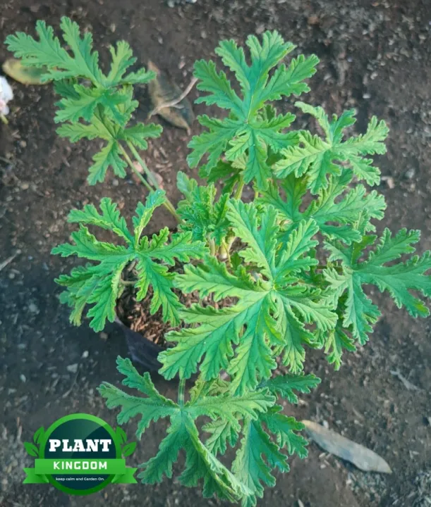 are citronella plants safe for dogs