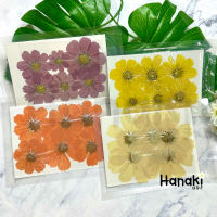 【พร้อมส่ง】ดอกคอสมอส ดอกจีแซง ดอกไม้ทับแห้ง ดอกไม้จริงทับแห้ง ดอกไม้แห้ง Preserved Flowers?