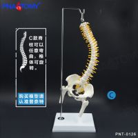 45 cm the human body vertebra with pelvic femoral bone flexible hanging spinal massage bonesetting model teaching