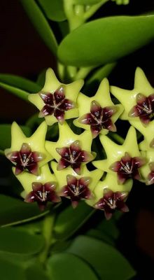 20 เมล็ดพันธุ์ โฮย่า กล้วยไม้โฮย่า สกุลนมตำเลีย (Hoya) มีดอกหอม ให้ดอกตลอดปี ชอบแสงแดดครึ่งวัน อากาศถ่ายเท อัตราการงอก 80-85%