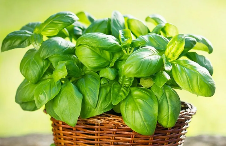 50 Seeds buy 2 get 1 free Basil Italian Large Leaf Heirloom Non