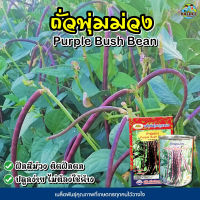 เมล็ดถั่วพุ่มม่วง Purple Bush Bean ตราภูเขาทอง เมล็ดพันธุ์ถั่วพุ่มม่วง เมล็ดถั่วพุ่ม ถั่วพุ่มม่วง ถั่วฝักยาวไร้ค้าง