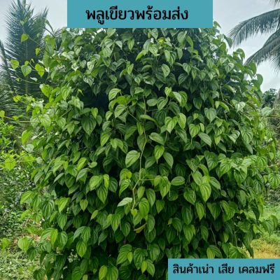 ใบพลูเขียว 0.5 kg. ครึ่งกิโลกรัมเก็บสดๆจากสวน คัดพิเศษ ใช้ทานร่วมกับหมากหรือทำพิธีกรรมต่างๆ ส่งด่วนทั่วไทย