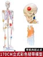 Human skeleton skeleton removable medical mini small with whole skeleton muscle anatomy model toys furnishing articles