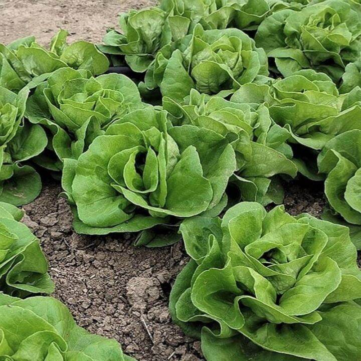 Butter Lettuce Seeds Salad Butter Vegetable seeds Lazada PH