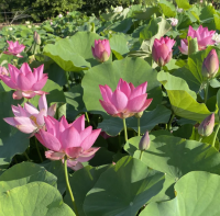 5 เมล็ด บัวนอก บัวนำเข้า บัวสายพันธุ์ Gorgeous &amp; Dependable LOTUS สีชมพู แดง สวยงาม ปลูกในสภาพอากาศประเทศไทยได้ ขยายพันธุ์ง่าย เมล็ดสด