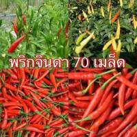 ?เมล็ดพันธุ์ พริกจินดาแดง เผ็ด[ซื้อ 1 แถม 1] 50 เมล็ด+++? พริกสด-แห้ง พริกเขียว พริกแดง เผ็ดมาก เผ็ดกลาง ??