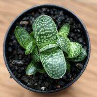 Promotion (zibao)Gasteria gracilis Baker/แกสทีเรียกราชิลิสเบเคอกุหลาบหินนำเข้า ไม้อวบน้ำ Succulents (ไลทอป Lithops แคคตัส) พร้อมส่ง พรรณ ไม้ น้ำ พรรณ ไม้ ทุก ชนิด พรรณ ไม้ น้ำ สวยงาม พรรณ ไม้ มงคล