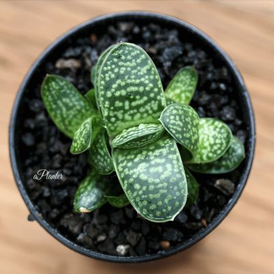 ( PRO+++ ) โปรแน่น.. (zibao)Gasteria gracilis Baker/แกสทีเรียกราชิลิสเบเคอกุหลาบหินนำเข้า ไม้อวบน้ำ Succulents (ไลทอป Lithops แคคตัส) ราคาสุดคุ้ม พรรณ ไม้ น้ำ พรรณ ไม้ ทุก ชนิด พรรณ ไม้ น้ำ สวยงาม พรรณ ไม้ มงคล