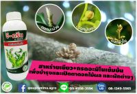 สาหร่ายเขียวสำหรับพืช "จี-กรีน G-GREEN" สกัดจากสาหร่ายทะเลสีเขียว+กรดอะมิโมเข้มข้นที่จำเป็นสำหรับพืช