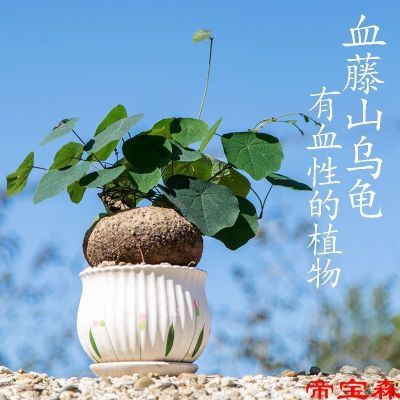 [COD] Mountain tortoise gold does change daughter vine plant round leaf climbing potted bonsai garden indoor and outdoor green plants evergreen