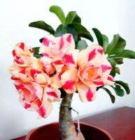 8 เมล็ด เมล็ดพันธุ์ ชวนชม สายพันธุ์ Star KIds สีเหลือง Desert Rose Adenium Seed กุหลาบทะเลทราย ราชินีบอนไซ มีคู่มือปลูก ปลูกประดับบ้าน เป็นมงคล