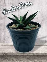 ถูกมาก | ต้นม้าเวียน ฮาโวรเทีย [Haworthia limifolia] ไม้มงคล ไม้ฟอกอากาศ ตกแต่งบ้าน พร้อมกระถาง ต้นสวย สมบูรณ์ แข็งแรง สินค้าพร้อมส่ง