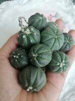 18 บาท แอสโตร Astrophytum ส่งไม่มีกระถาง  ขนาด 1.4 - 2 เซนติเมตร