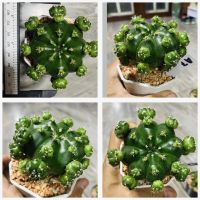 ยิมโนแม่ลูกดก Gymnocalycium anisitsii damsii cactus กระบองเพชร แคคตัส