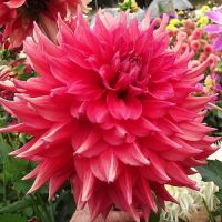 20 เมล็ดพันธุ์ รักเร่ Dahlia Seeds สายพันธุ์ CREVE COEUR สีแดง รักเร่ รักแรกพบ ดอกไม้แห่งมิตรภาพ ความรักเริ่มต้น เพาะเลี้ยงง่าย ตั้งโต๊ะทำงาน