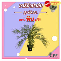 ต้นอาริก้าปาล์ม สูง 65 ซม. ต้นไม้ปลอม ต้นไม้ประดิษฐ์ Leeartplants