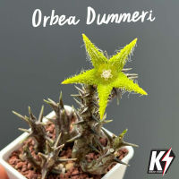 Orbea Dummeri เก๋งจีน #แคคตัส กระบองเพชร cactus&amp;succulent