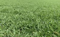 ขายถูก 1 ลิตร เมล็ดหญ้าพาสพาลัม Paspalum Grass หญ้าพัลธลั่ม หญ้าปูสนาม สนามหญ้า หญ้าญี่ปุ่น พืชตระกูลหญ้า เมล็ดพันธ์หญ้า หญ้าเบอร์มิวด้า