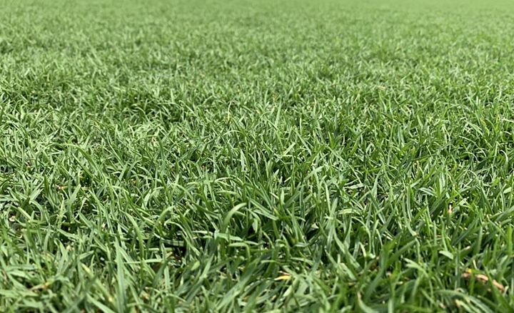 เกรดพรีเมี่ยม-1-ปอนด์-เมล็ดหญ้าพาสพาลัม-paspalum-grass-หญ้าปูสนาม-สนามหญ้า-พืชตระกูลหญ้า-เมล็ดพันธ์หญ้า-ปูหญ้า-ปูสนาม-สนามหญ้าและสวน