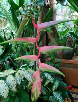 KcG. -เฮลิโคเนีย เซ็กซี่พิงค์ Heliconia chartaceaSexy Pink Heliconia, lobster claw or false bird of paradise.   เป็นที่รู้จักกันว่ากรงเล็บกุ้งก้ามกรามจะงอยปากนก .1หน่อ ,1offshoot