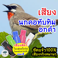 เสียงนกคอทับทิมอกดำ เมม/แฟลชไดร์ฟเสียงต่อนกคอทับทิมอกดำ พร้อมส่ง เก็บเงินปลายทาง ชัดแจ๋ว100%ไม่มีโฆษณาแทรก (MP3เสียงต่อสัตว์)