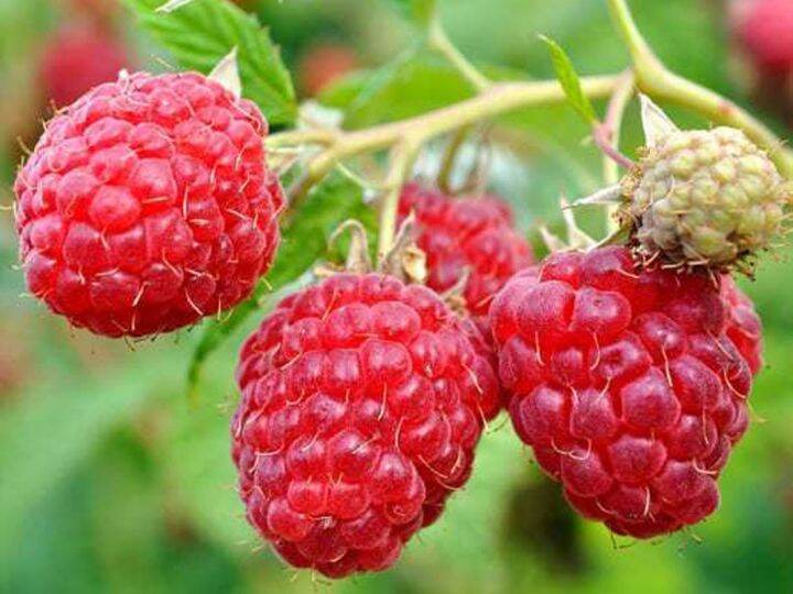 Bibit Buah Raspberry Red - Benih Buah Raspberry Red -Biji Buah ...