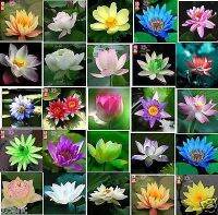 7 เมล็ด เมล็ดบัว คละสี ดอกใหญ่ สายพันธุ์ของแท้ 100% เมล็ดบัว ดอกบัว ปลูกบัว เม็ดบัว สามารถปลูกในโหลแก้วได้ อัตรางอก 85-90% Lotus seeds