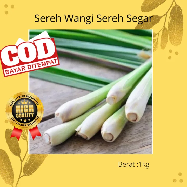 SEREH WANGI SEREH SEGAR 1kg | Lazada Indonesia