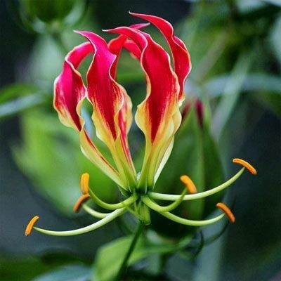 5หัว/ชุด ดองดึง หัวฟาน พันมหา Gloriosa Superba ว่านเลื้อย ว่านก้ามปู | Lazada.co.th 5หัว/ชุด ดองดึง หัวฟาน พันมหา Gloriosa Superba ว่านเลื้อย ว่านก้ามปู | Lazada.Co.Th