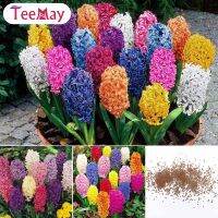 Teemay เมล็ดผักตบชวาจริง300ชิ้น/ถุงเมล็ดดอกไม้สีผสมเติบโตง่ายสำหรับสวนในบ้าน Balconysedebonsai บ้านสวนระเบียง Decor300pcsReal ผักตบชวาเติบโตง่ายสีผสมดอกไม้