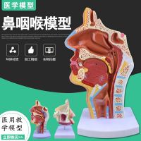 Human nose nasal anatomic model model otolaryngology disease nasal nose nose throat structure