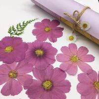 60pcs Dried Pressed Natural Purple Cosmos Bipinnata Cav. Flower For Postcard Photo Frame Jewelry Bookmark Craft DIY Accessories Artificial Flowers  Pl