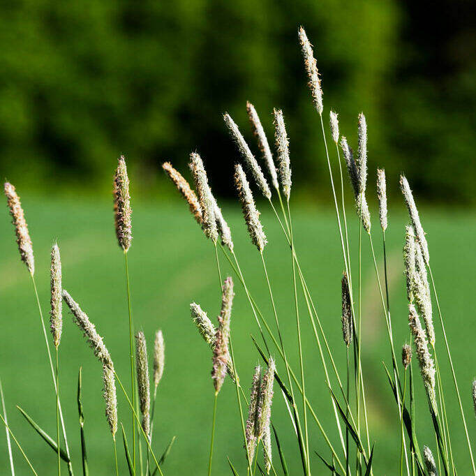 ทิโมธี-ทิโมที-timothy-grass-seed-เมล็ดพันธุ์หญ้าทิโมธี-หญ้ากระต่าย-หญ้าสำหรับสัตว์ฟันแทะ-บรรจุ-50-เมล็ด