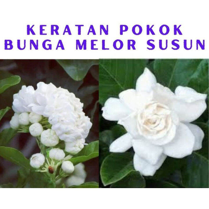 1 Keratan Batang Pokok Bunga Melor Susun Pokok Bunga Keratan Pokok Lazada