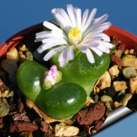 10 เมล็ด โคโนไฟตัม กระบองเพชร ไม้อวบน้ำ กุหลาบหิน แคคตัส Conophytum สายพันธุ์ limpidum